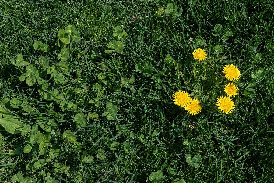 delray-beach-turf-cleaning-service