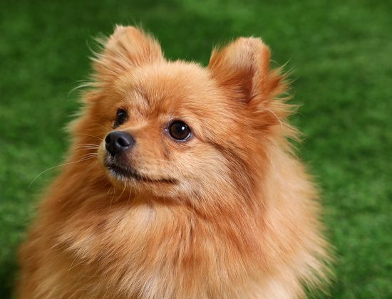 delray-beach-pet-turf-cleaning-company