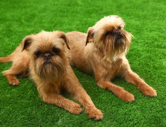 pet-friendly-artificial-grass-cleaning-delray-beach